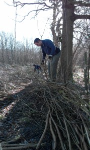 Helen and Ian constructing a Hedge at Bradfield Woods